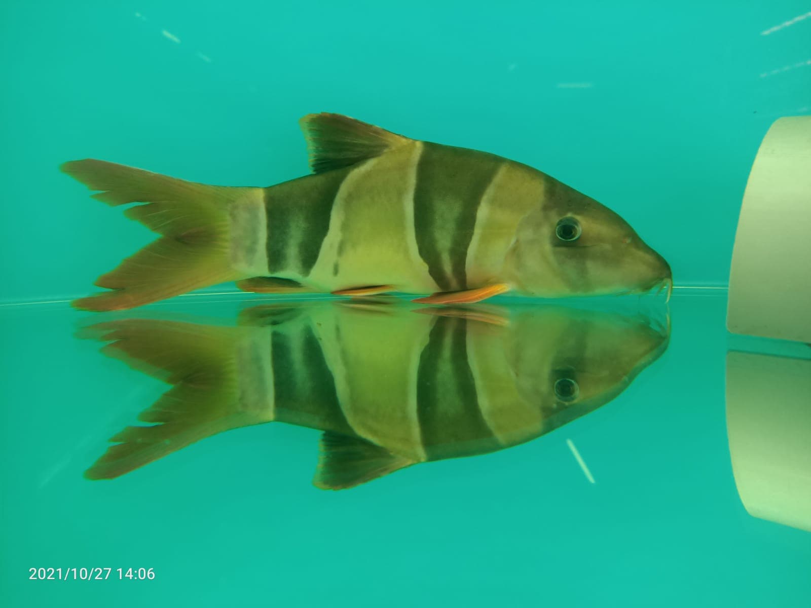 Clown Loach ( LK-0027 )