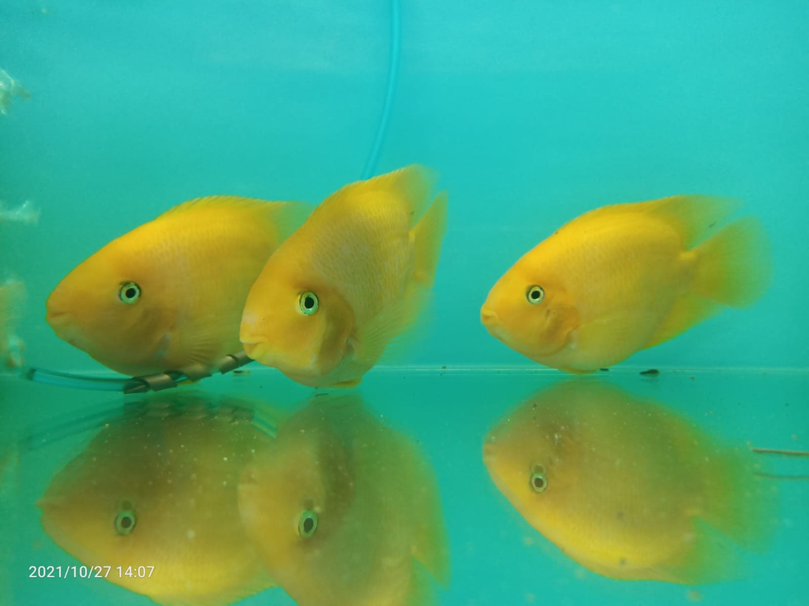 Yellow Parrot ( CC-2326 )