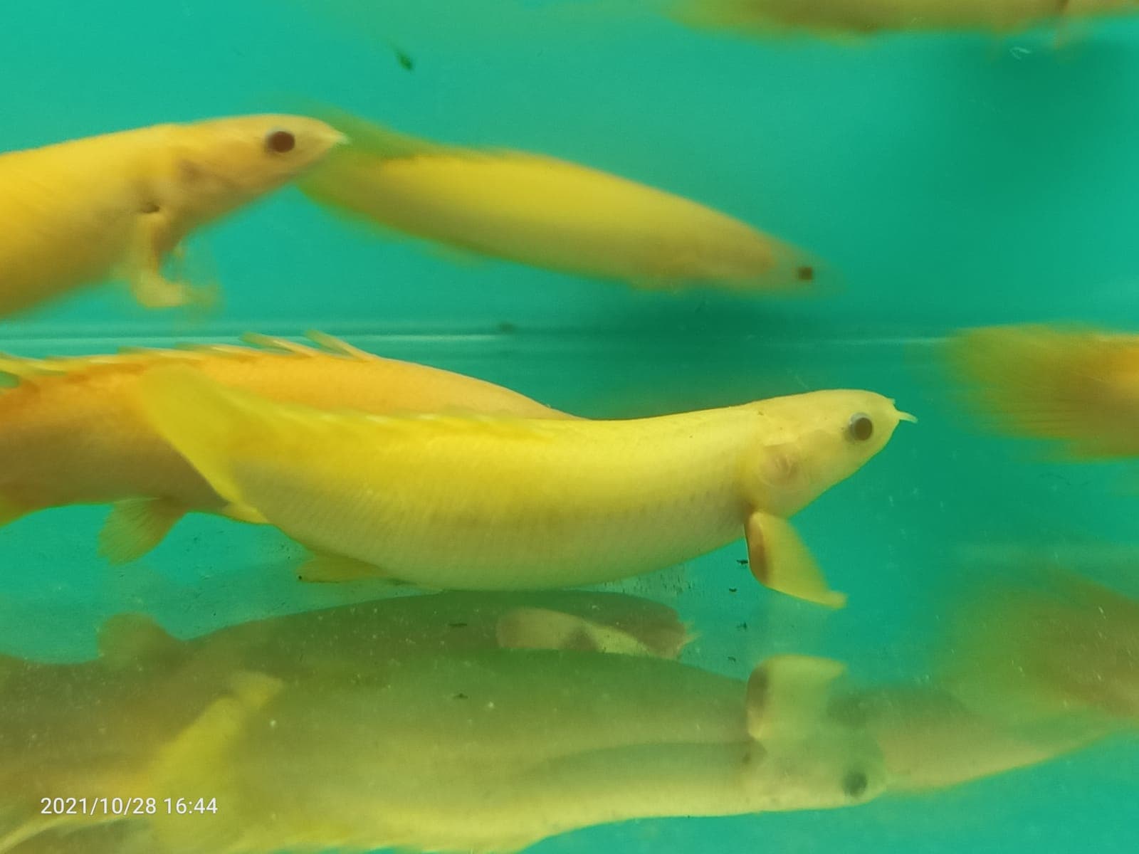 Polypterus Senegalus Albino Short Body ( SF-2630 )
