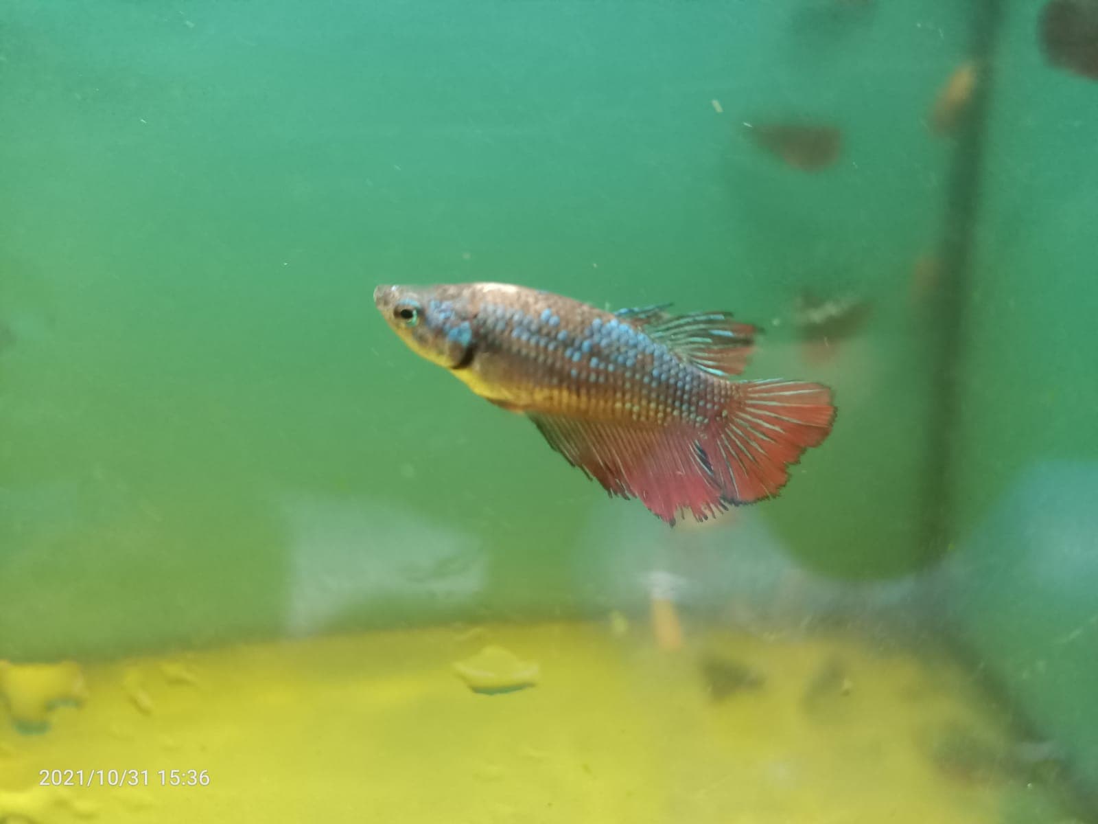 Assorted Female Betta ( BT-0203 )