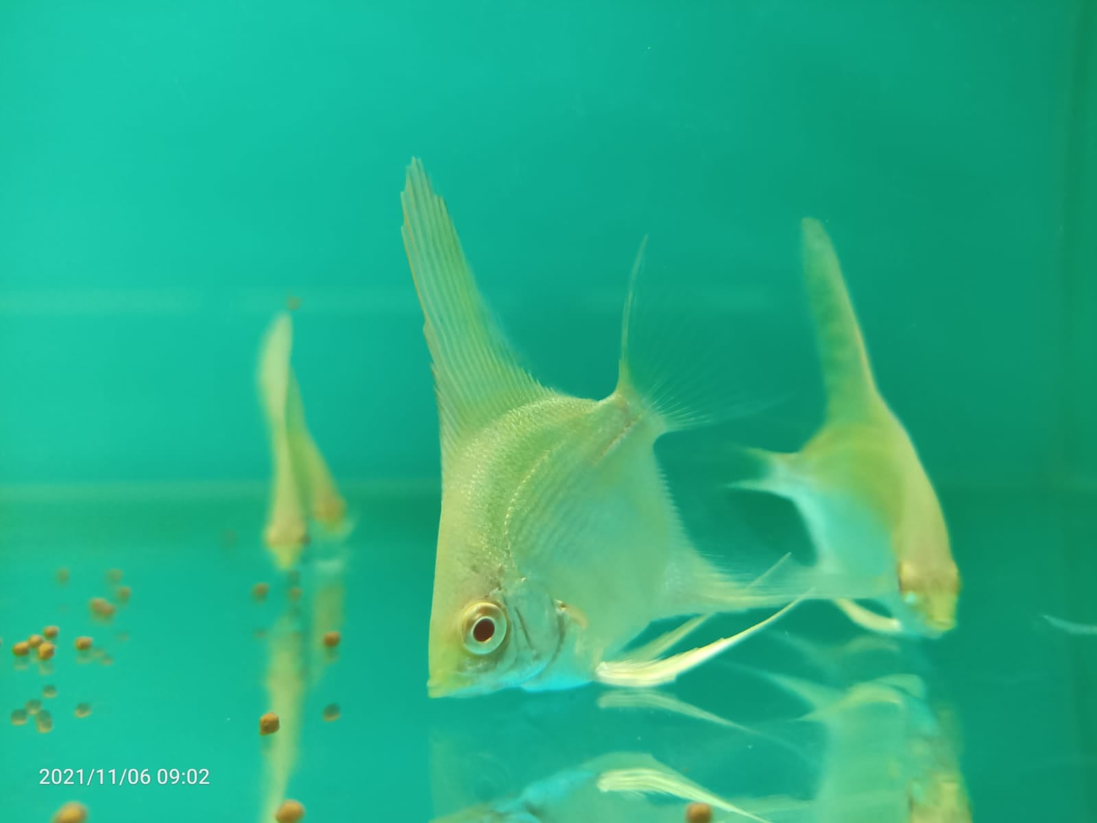 Albino Red Eye Angel (AA-0887 )