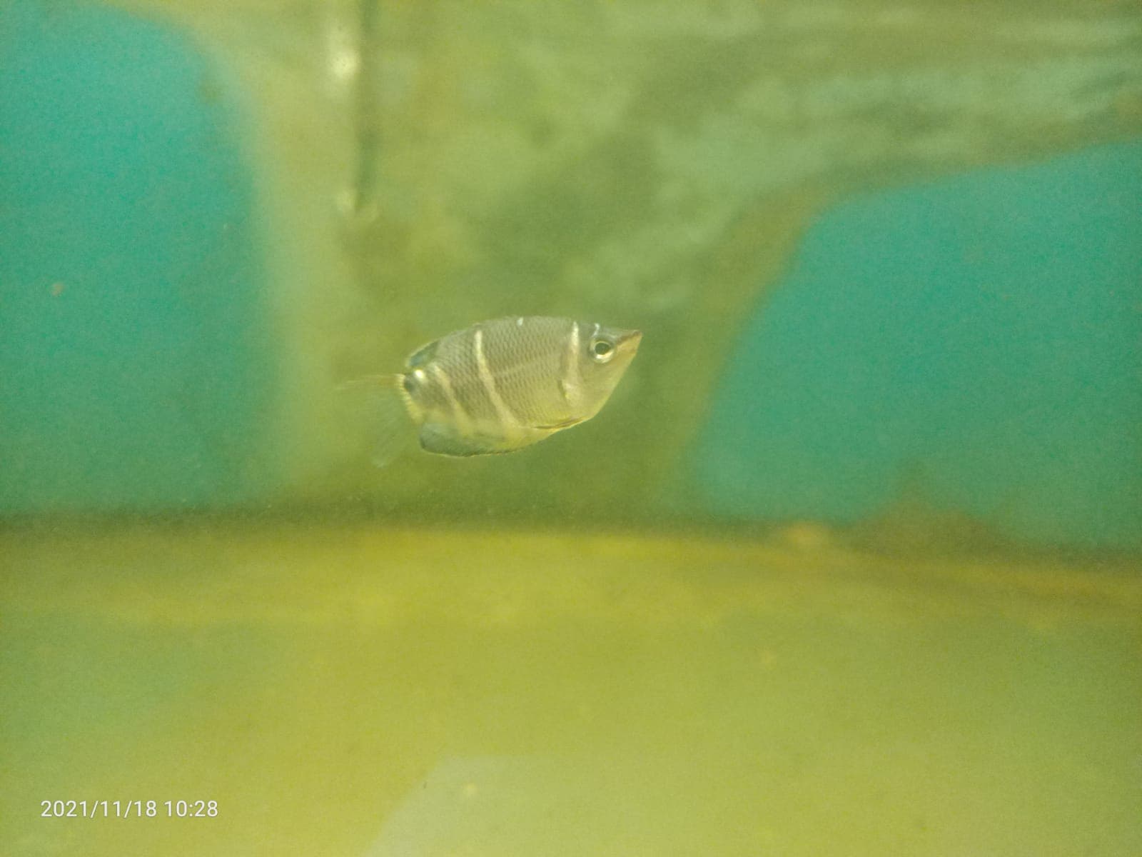 Chocolate Gourami ( GR-0172 )