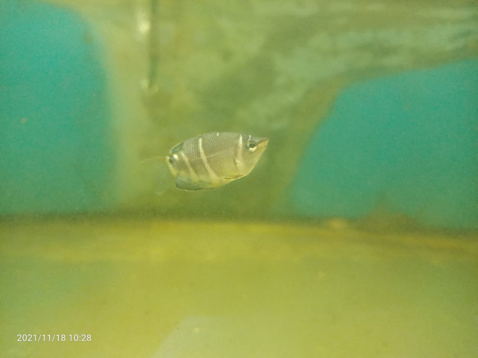 Chocolate Gourami ( GR-0172 )