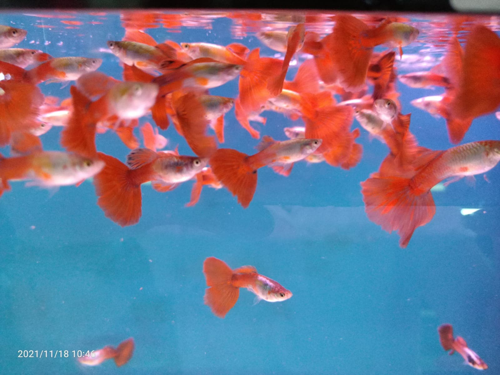 Assorted Guppy Male { Special } ( GP-0003 )