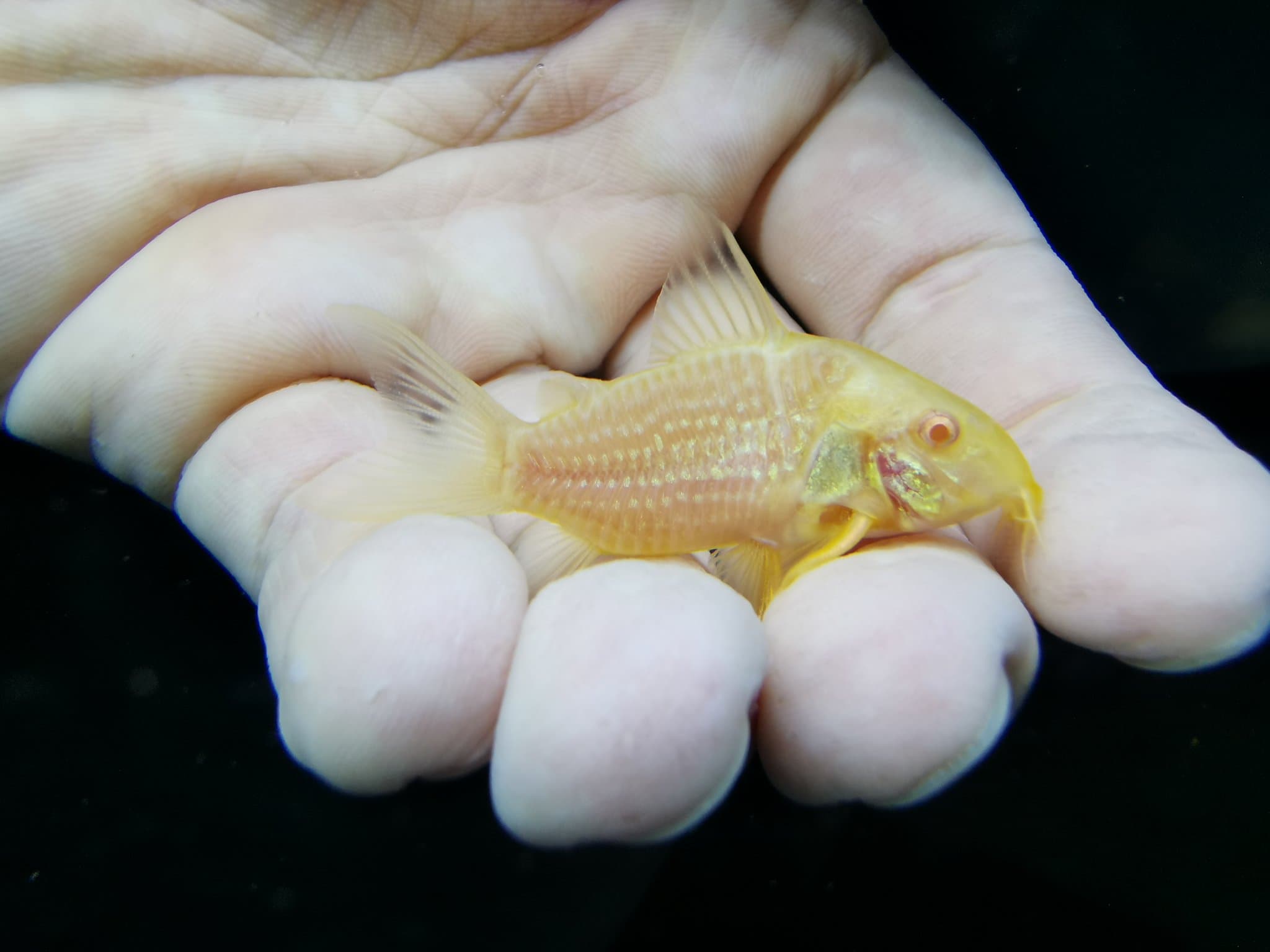 Corydoras Albino Sterbai 3cm