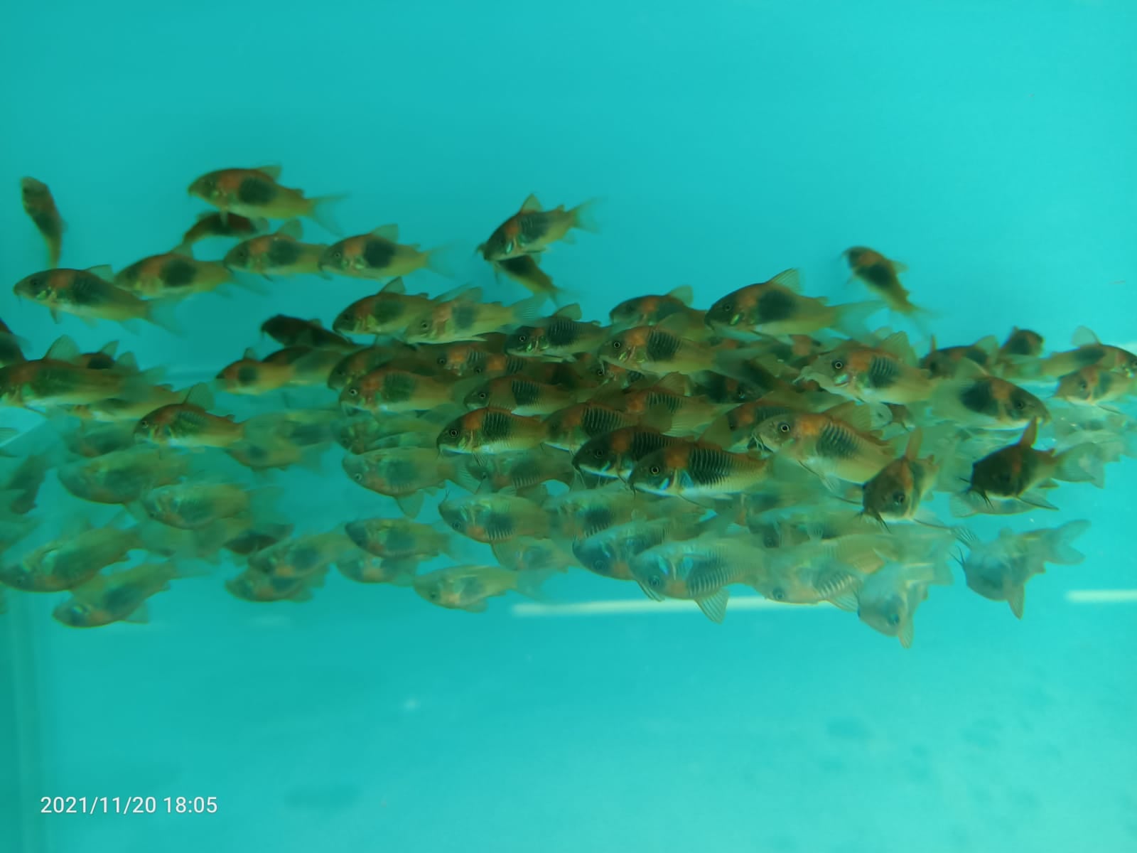 CORYDORAS SP.AFF.ANEUS VENEZU (SF-3950 )