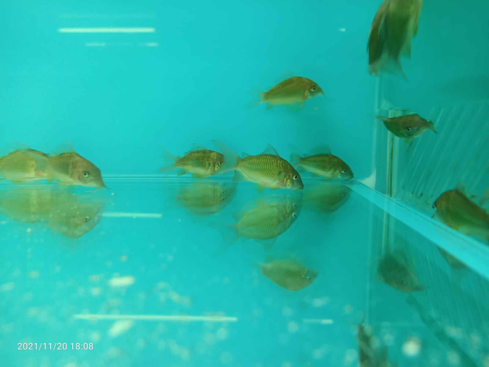 GREEN CORYDORAS ( CB-0272 )