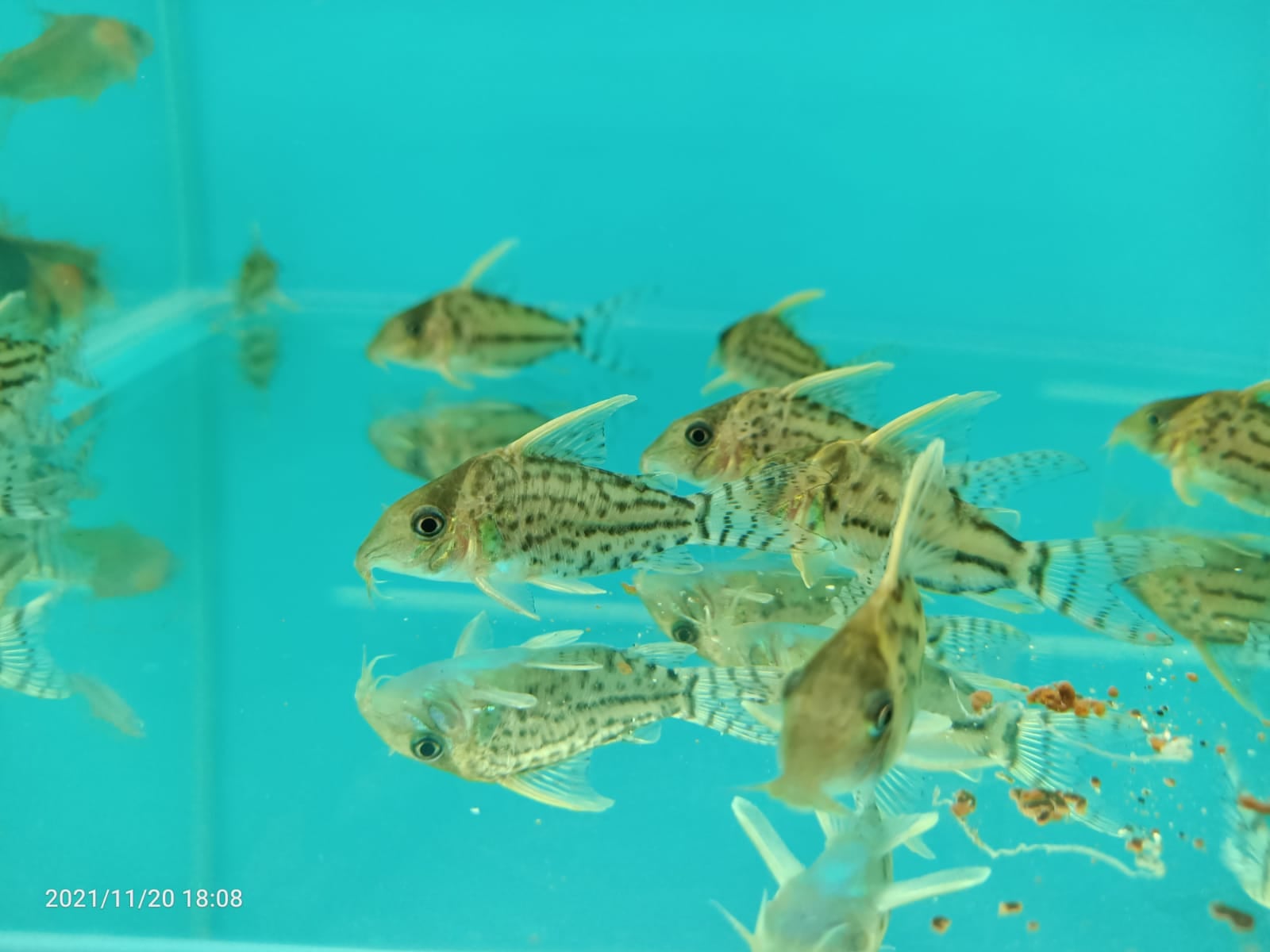CORYDORAS PULCHER ( SF-1960 )