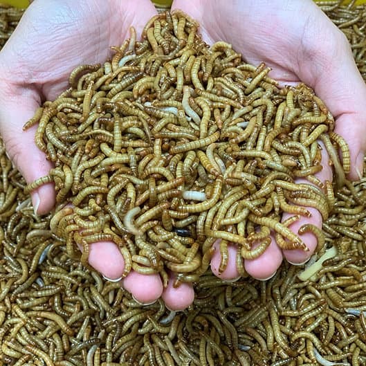 Calcium+ Mealworms