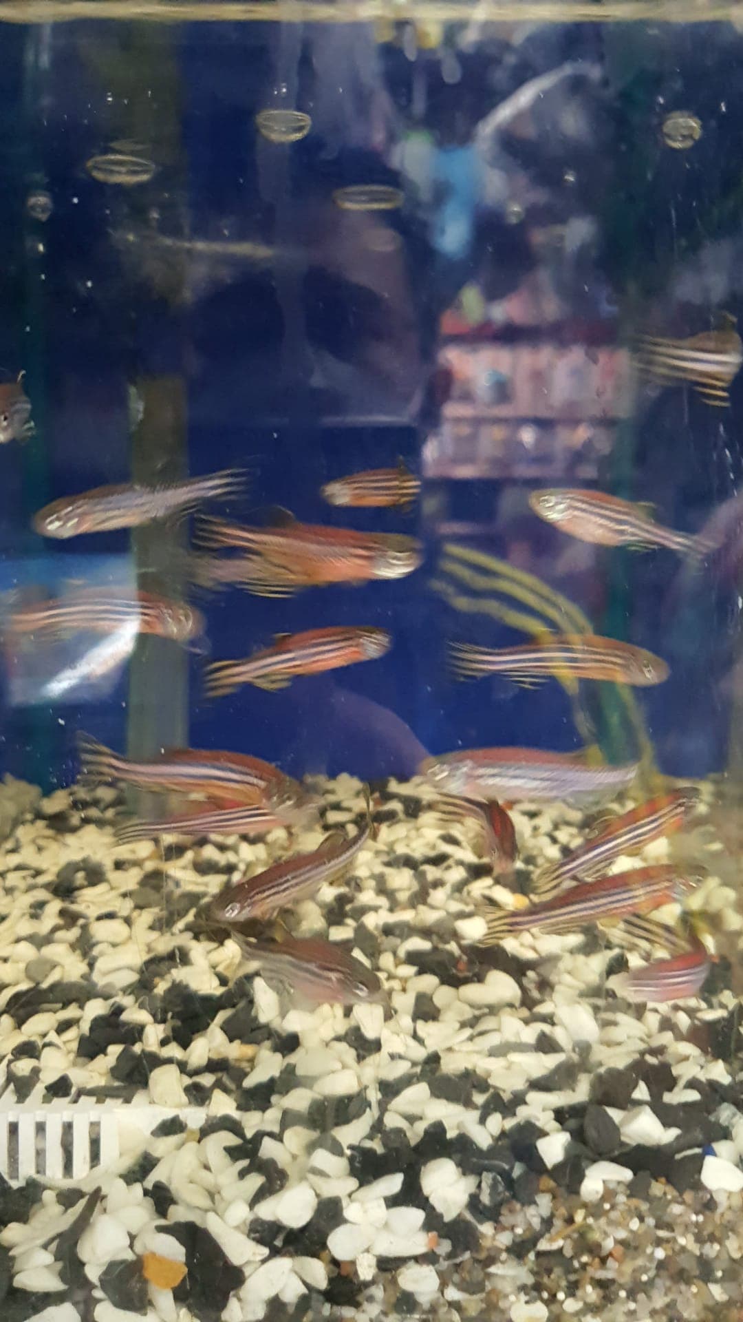 Danio