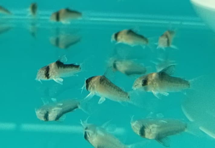 Aldofus Corydoras SF0671