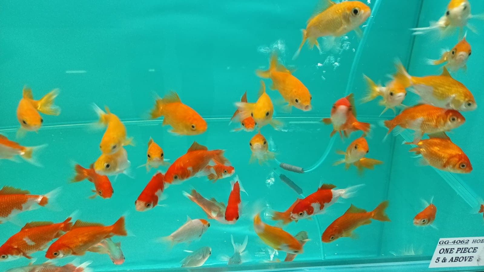 GG 4062 HOE KIM Goldfish $5 5-7CM