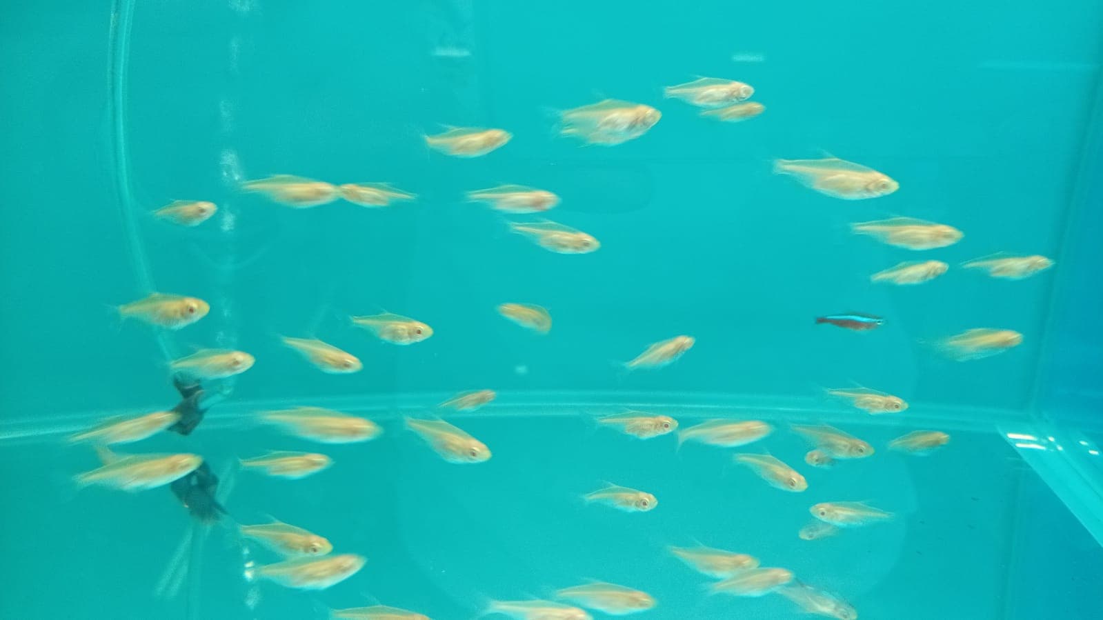 Albino Congo Tetra TT0560