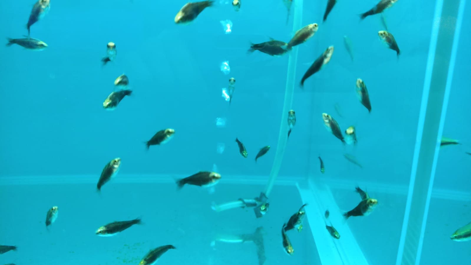 Nematobrycon Palmeri Black (TT-0998)