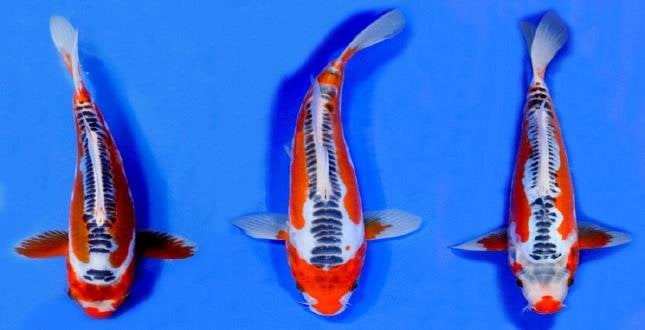 Shusui Koi