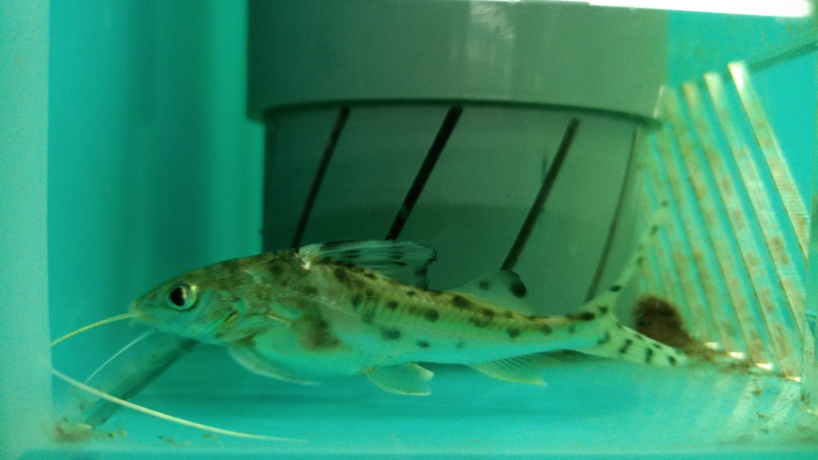 Pictus Catfish CB-4002