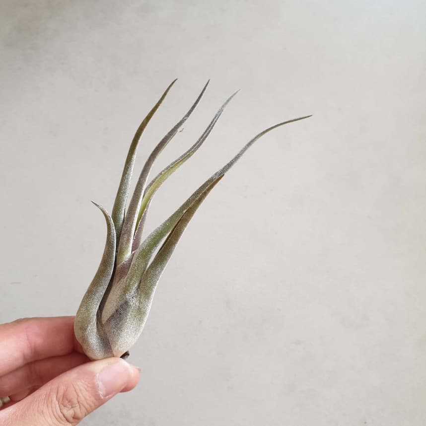 Tillandsia caput Medusae