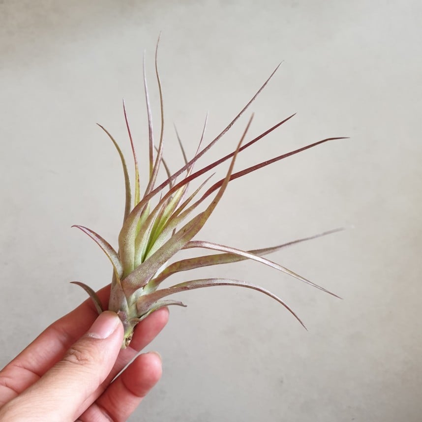 Tillandsia brachycaulos Multiflora