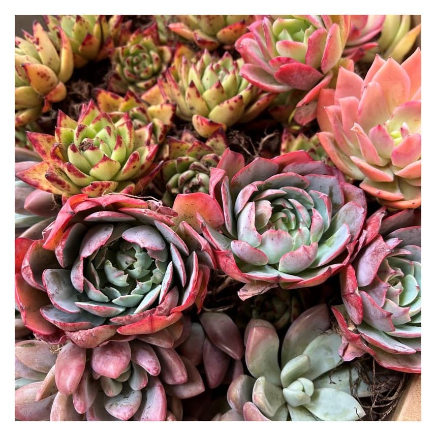 Assorted Bareroot Succulents