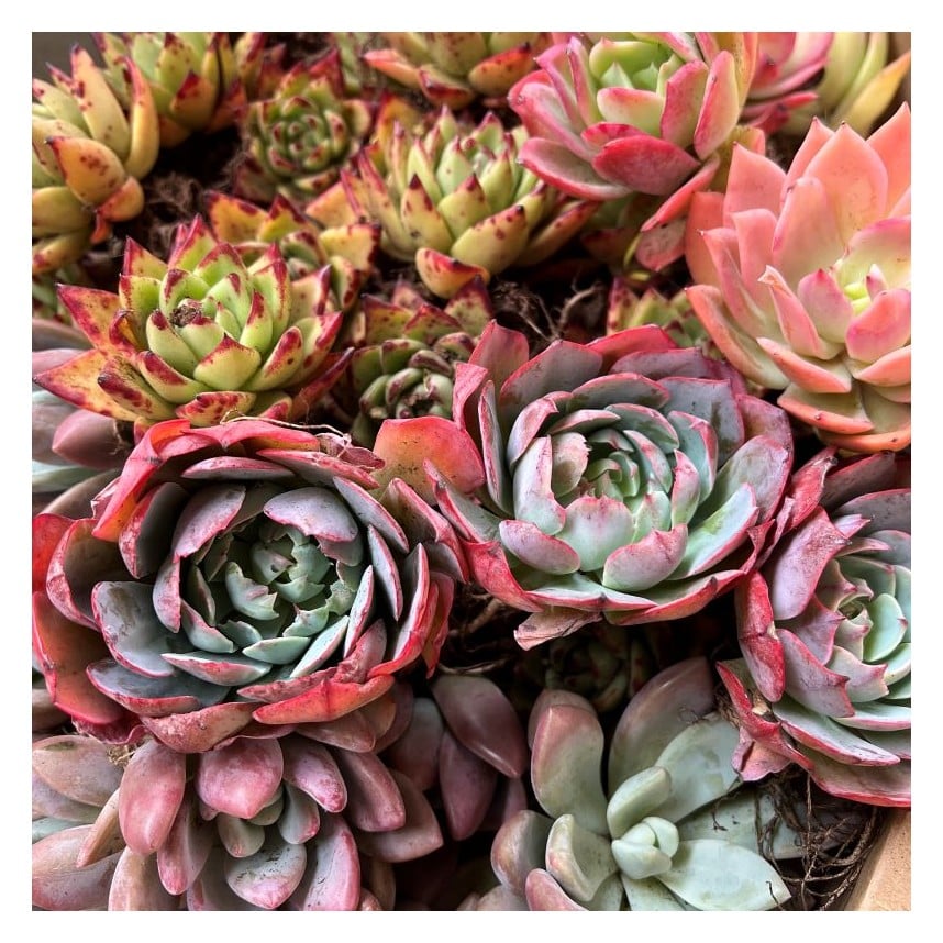 Assorted Bareroot Succulents
