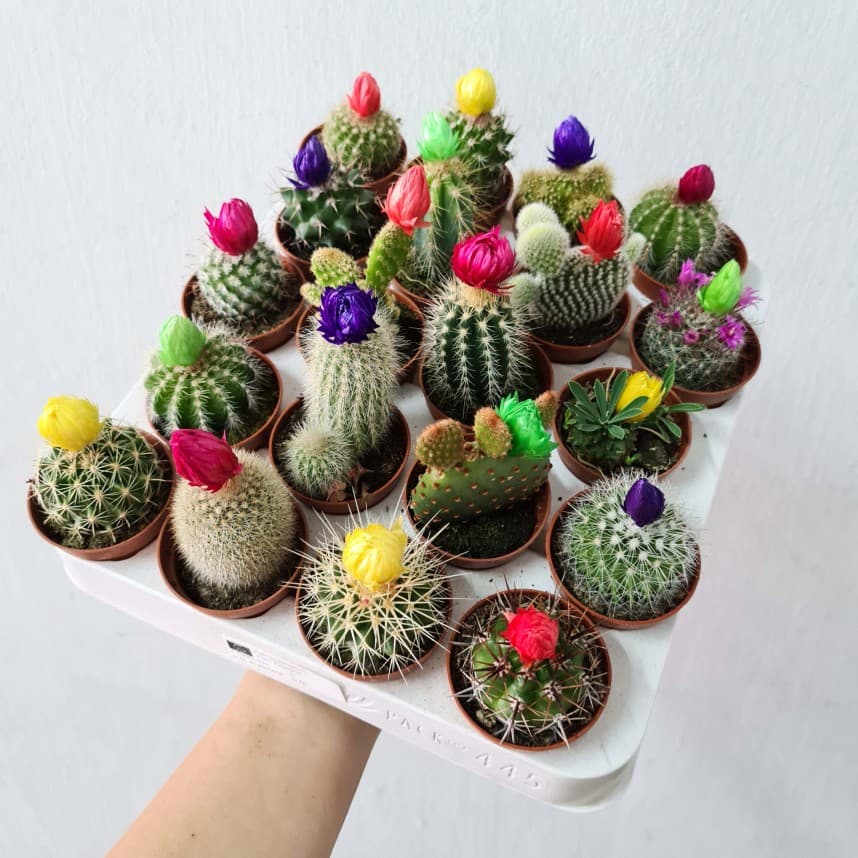 Assorted Holland Cactus with flower decoration (random pot)