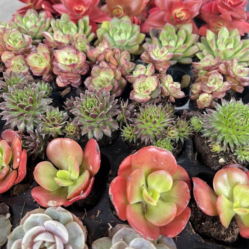 Assorted Succulents (3 random pieces)