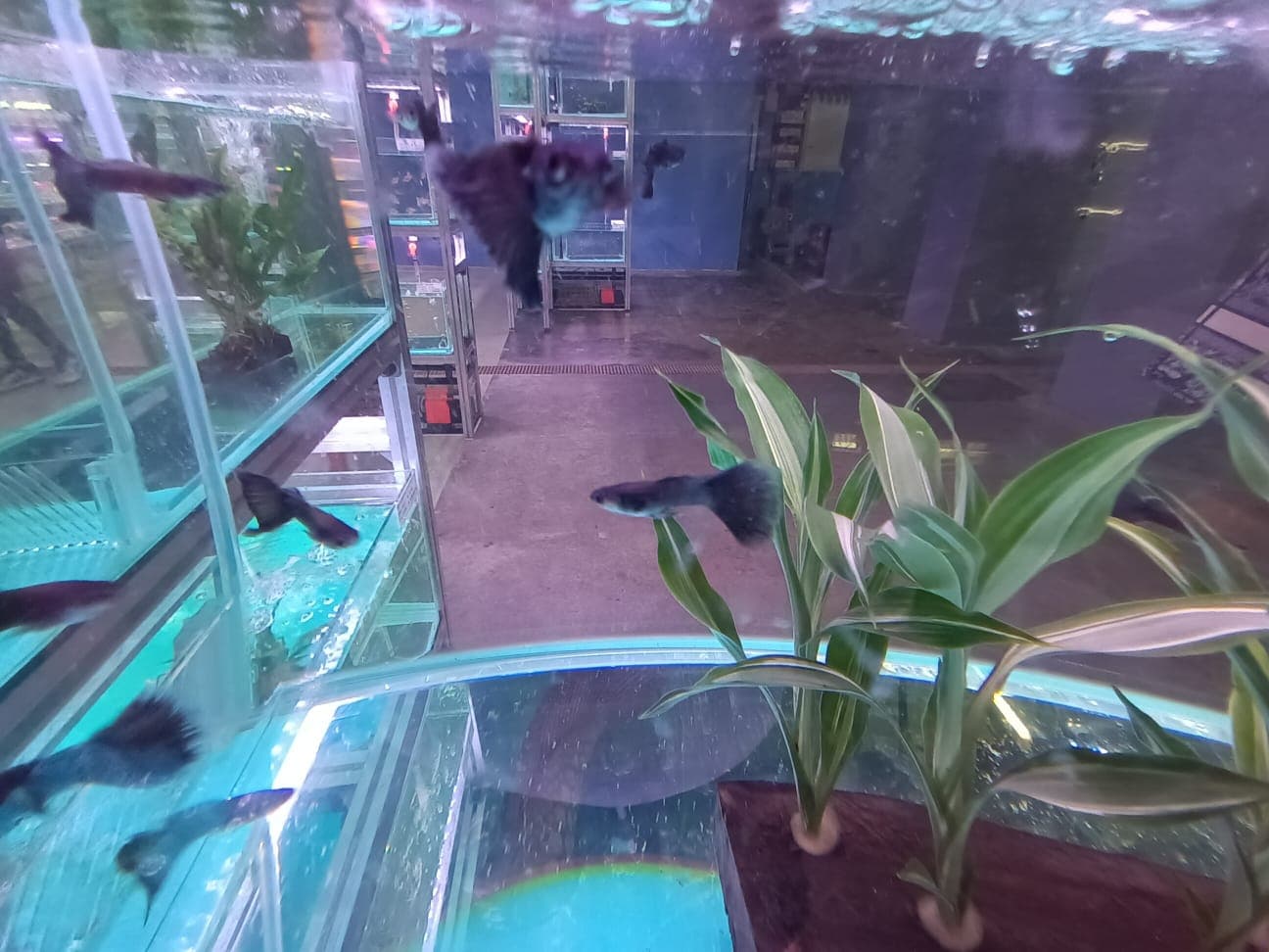 Black Guppy ( GP-5103 )