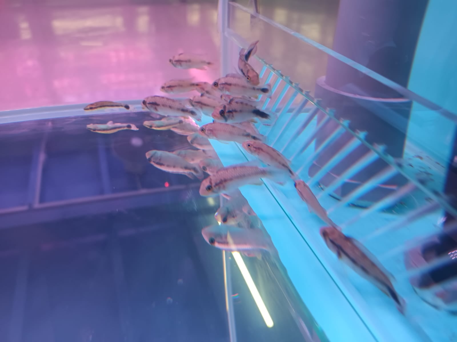 Apisto Panduro ( CC-4511 )