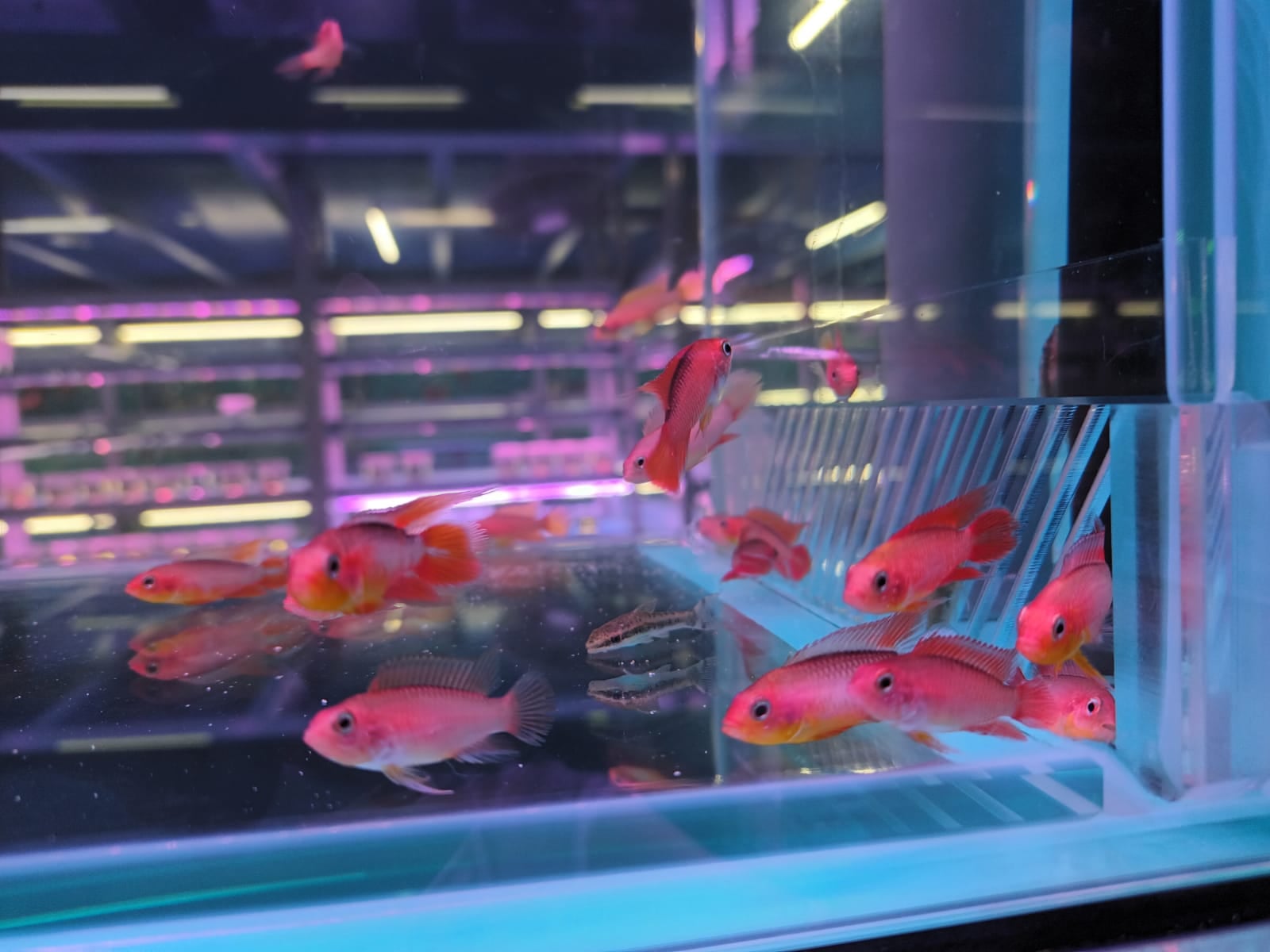 Apisto Agassizi Var Gold " Fire Red " ( CC-6591 )