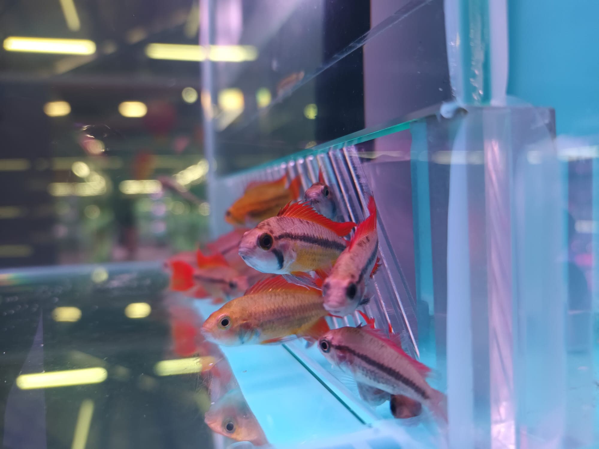 Apisto Cacatuiodes - Orange ( CC-4561)