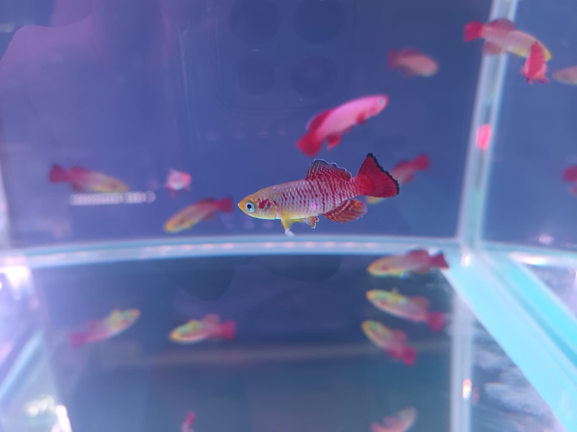 ASSORTED NOTHOBRANCHIUS ( SF-0160 )