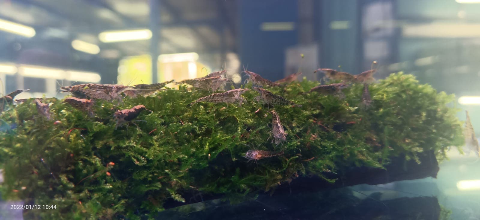 Green Jade Shrimp ( OO-5790 )