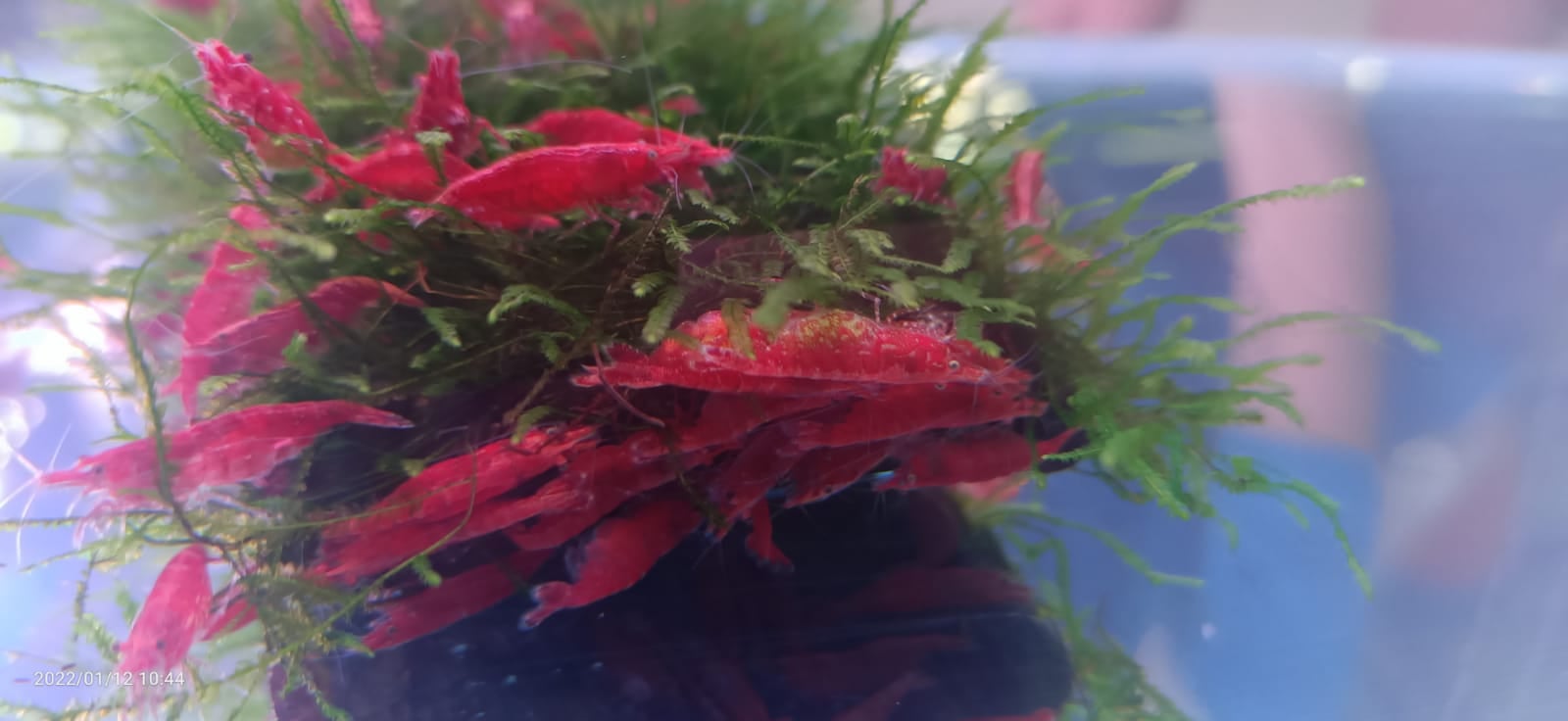 Cherry Shrimp ( OO-1980 )