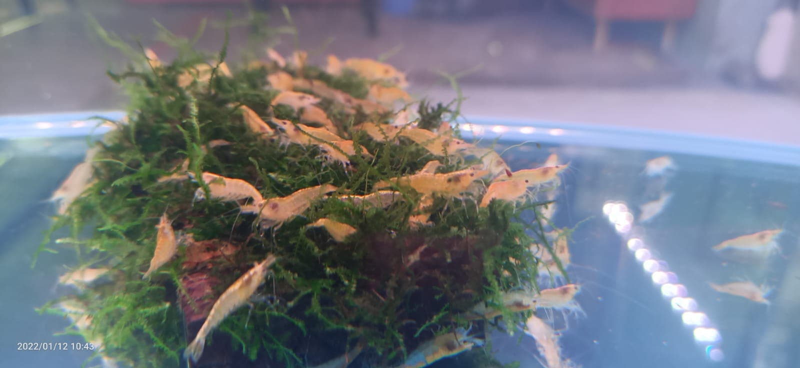 Yellow Fire Shrimp ( OO-4260 )