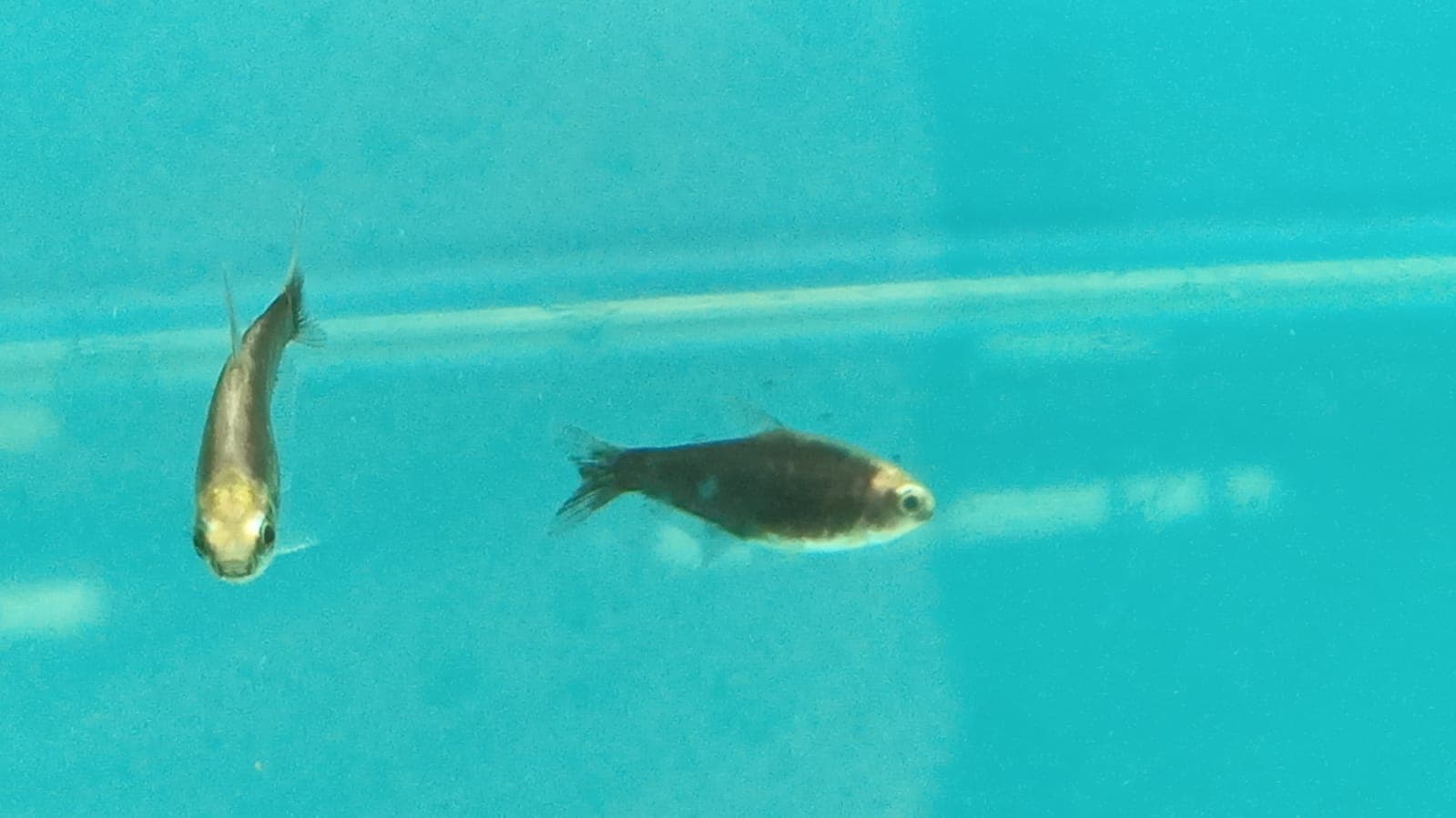 Black Emperor Tetra Nematobrycon palmeri black ( TT-0998 )