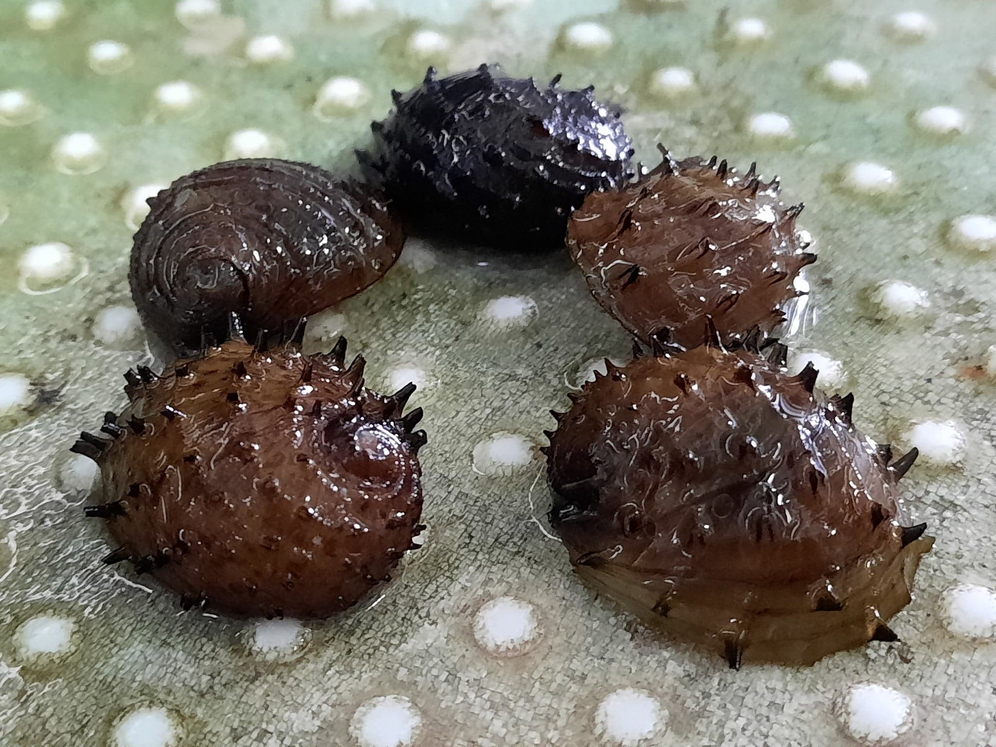 Sea mine snails 1.5-2cm