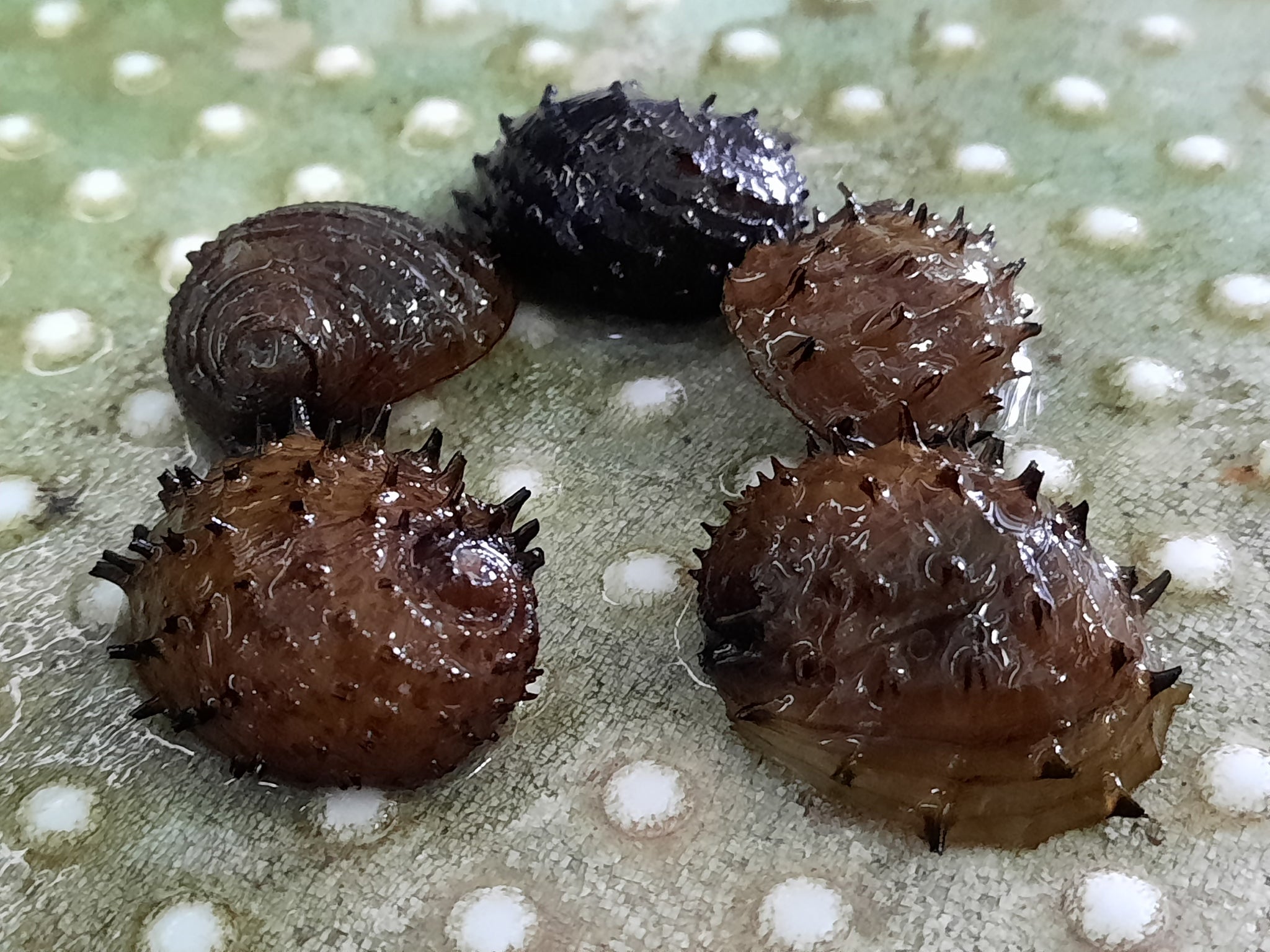 Sea mine snails 1.5-2cm