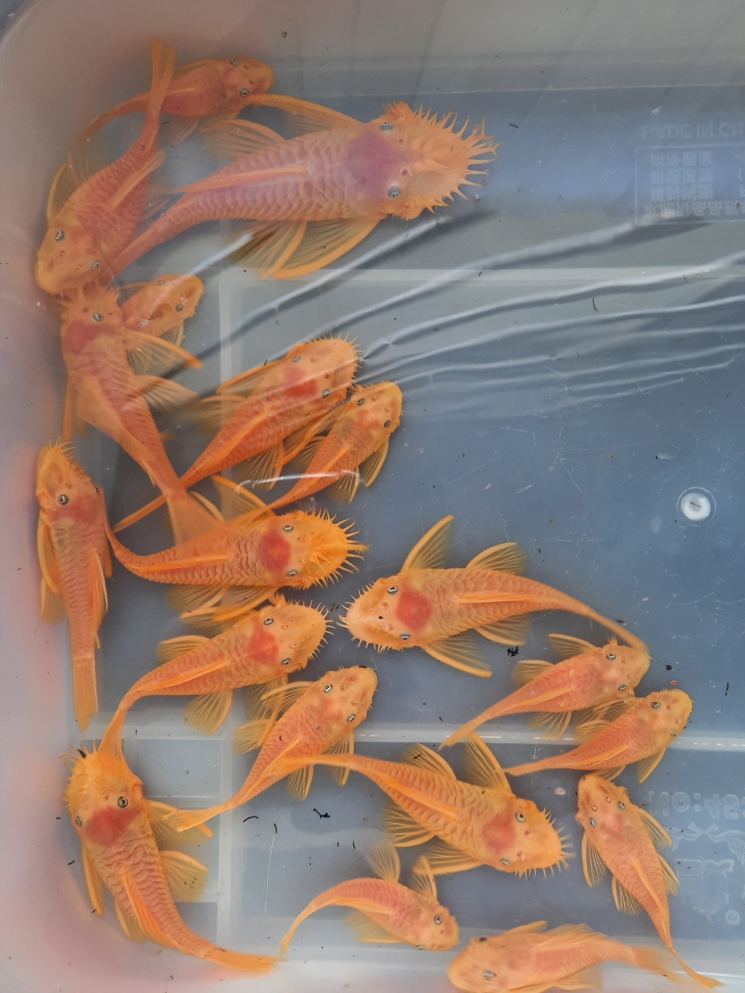 Pleco L144 blue eye PAIR 8-10cm