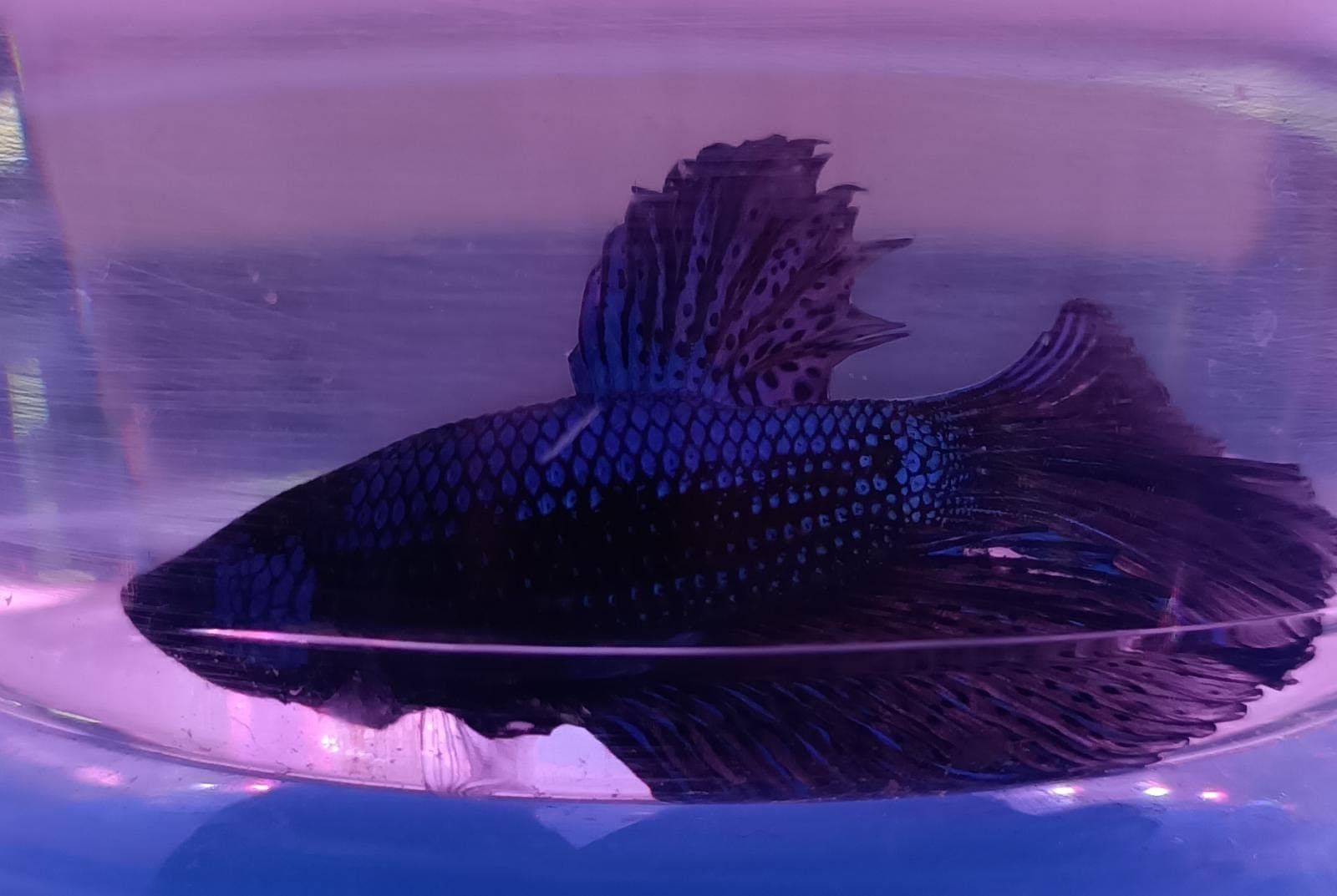 Super Delta Fighting Fish (Blue)