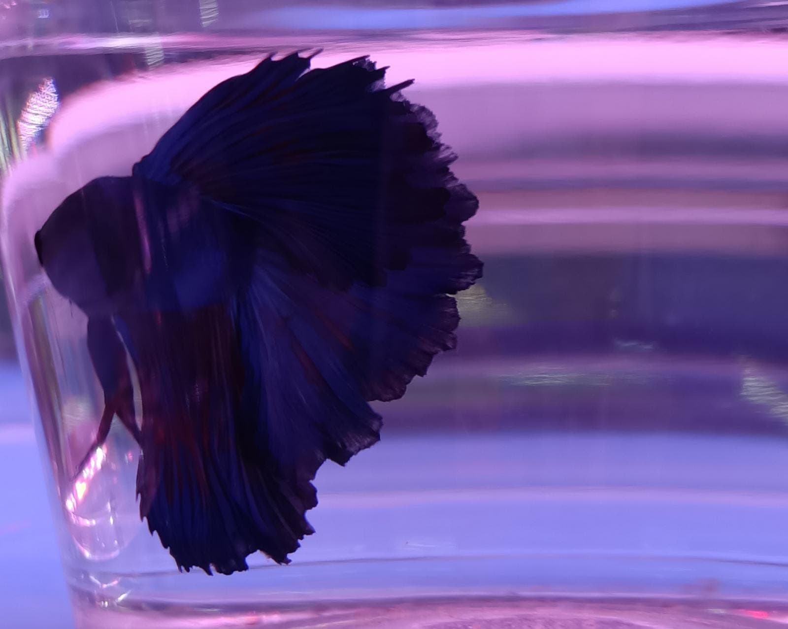 Super Delta Fighting Fish (Blue)