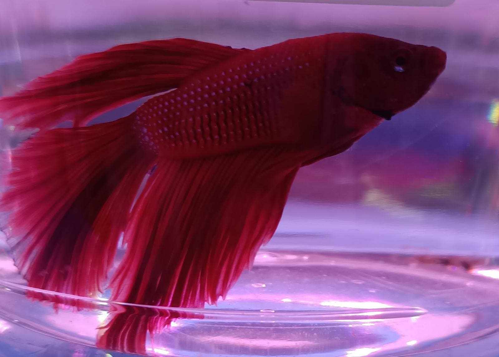 Super Delta Fighting Fish (Full Red)