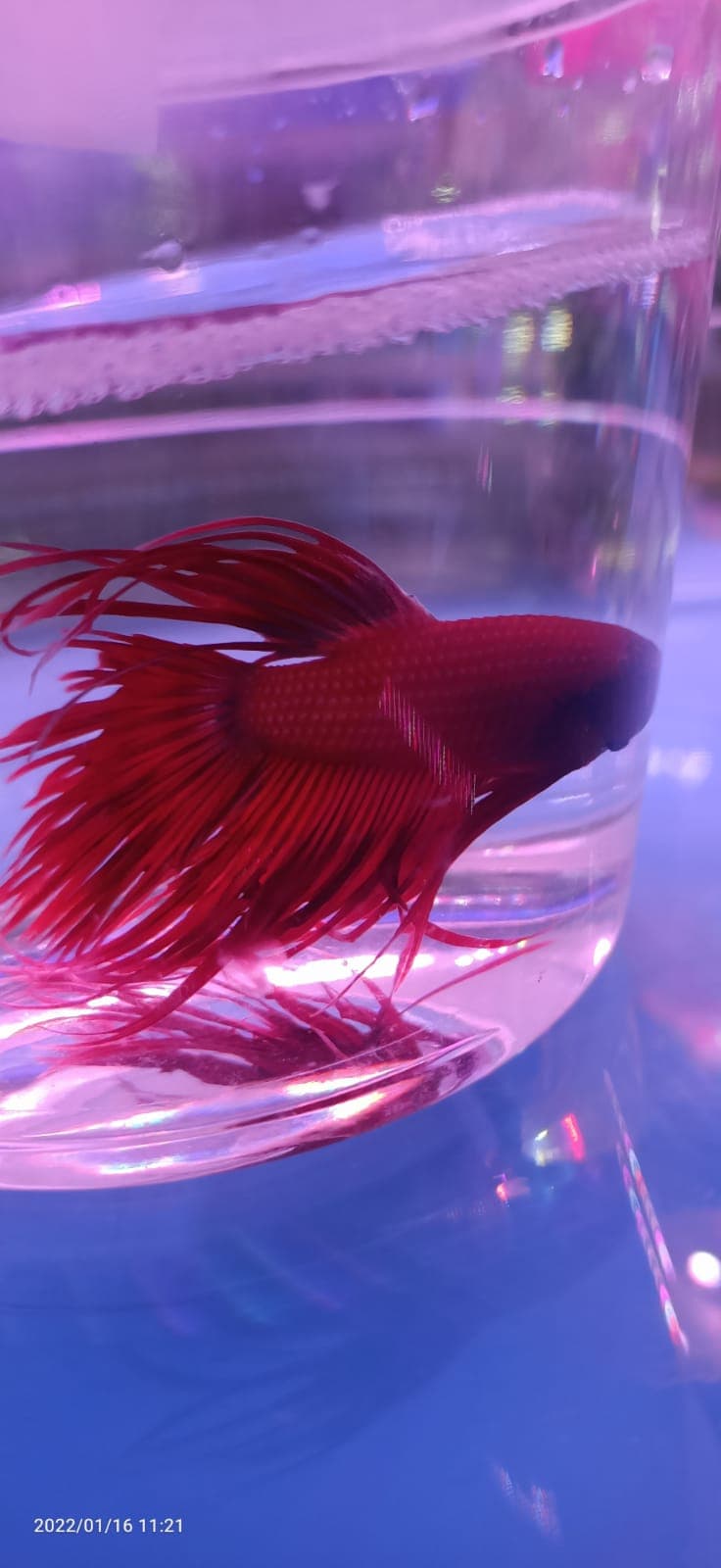 Crowntail Fighting Fish (Red)