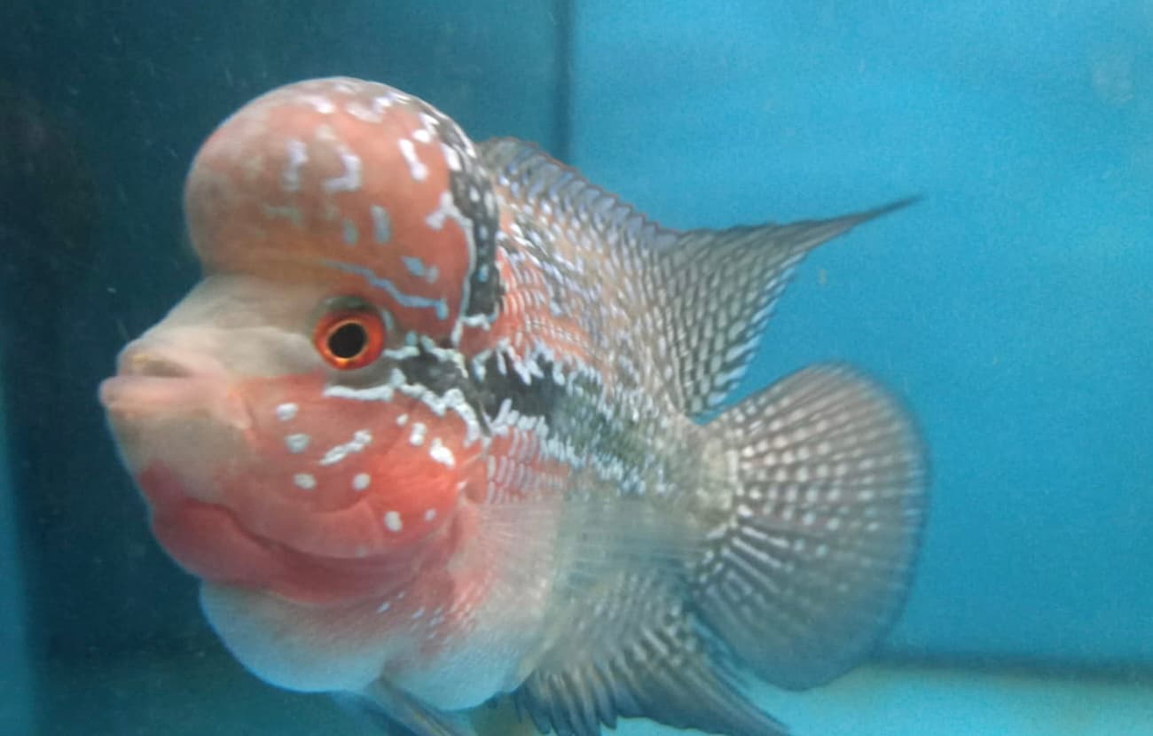 Short Body Flowerhorn (Luohan)