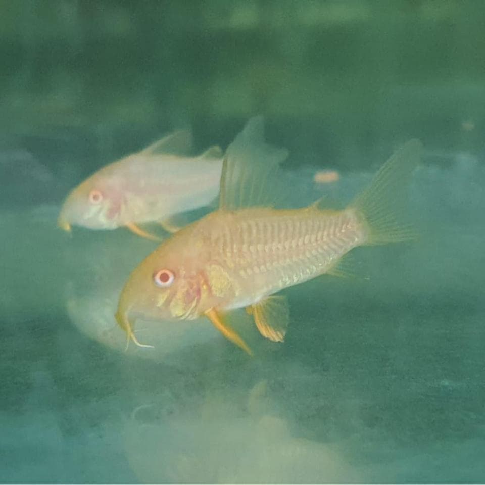 Corydoras Albino (2.5cm) x 5 pieces