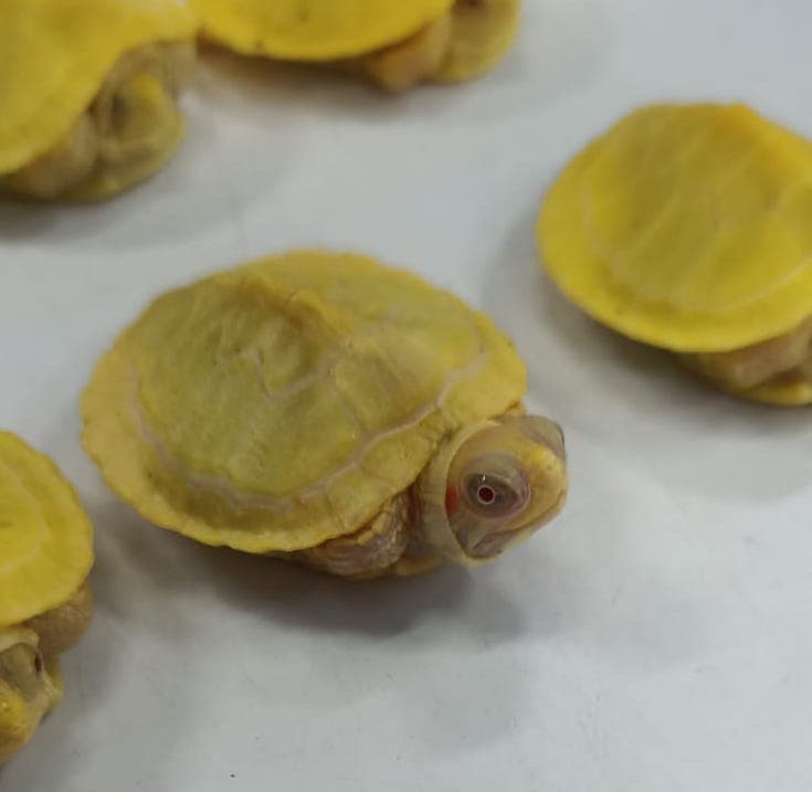 Albino Red Ear Slider Turtle (OO-7350)