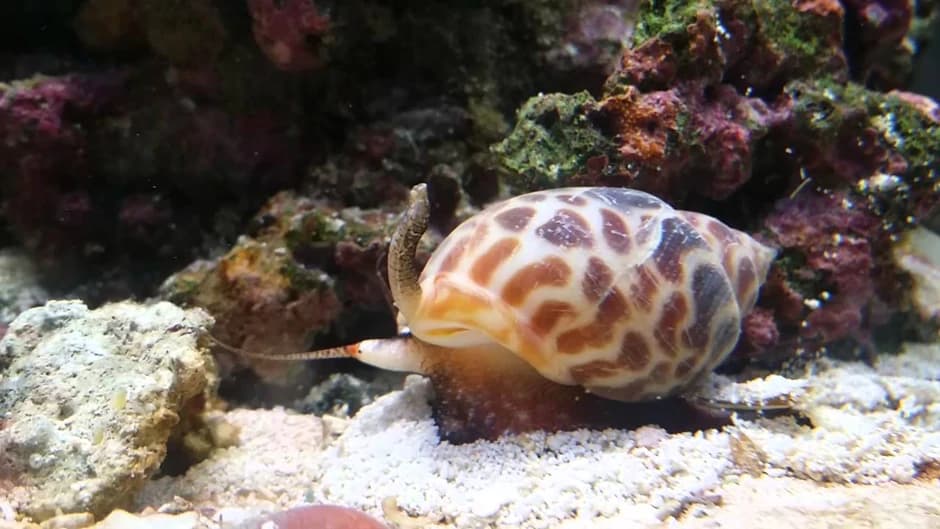 NASSARIUS SNAIL