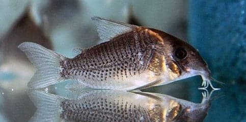 CW102 Corydoras