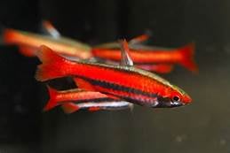 Coral Red Pencilfish (Nannostomus mortenthaleri)