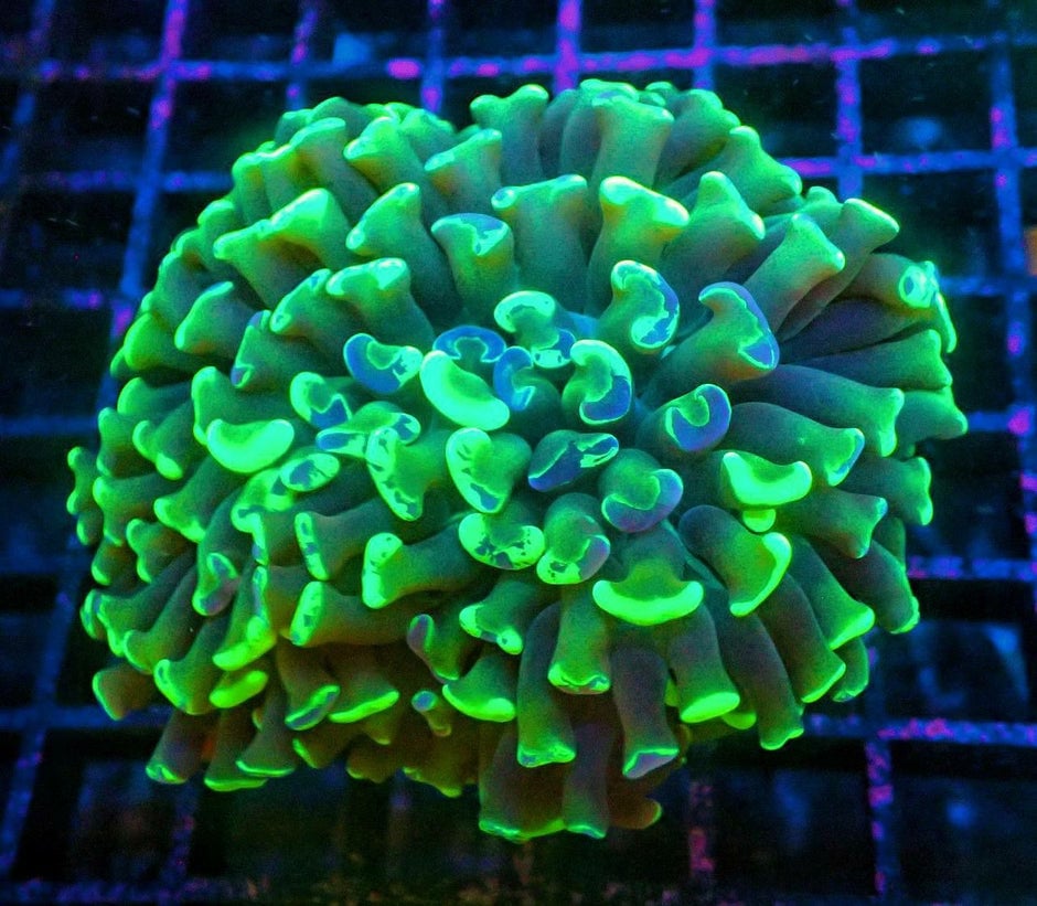 Toxic Marble Big branching hammer LPS