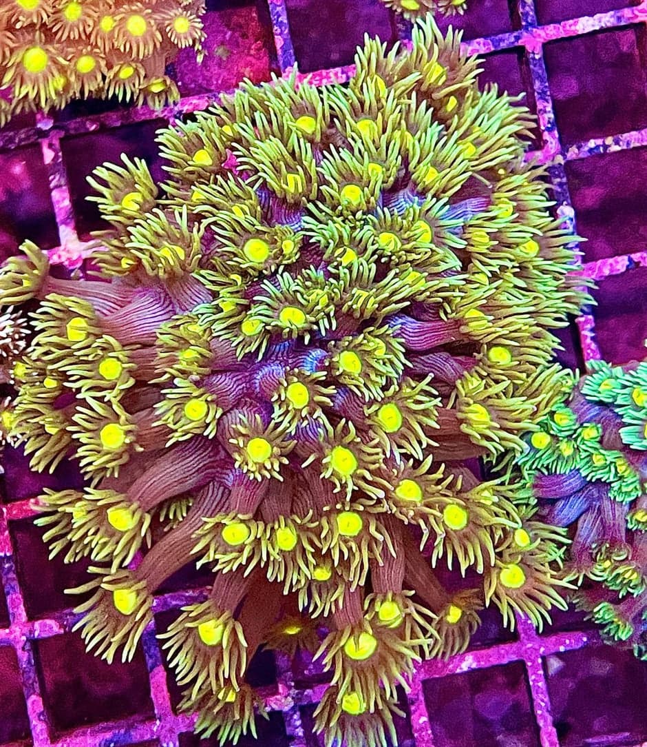 Yellow petals Goniopora LPS